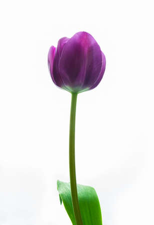 Tulip purple flower isolated on white backgroundの写真素材
