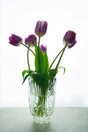 Tulip purple flower bouquet in vase on marble desk, isolated white backgroundの写真素材