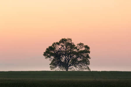Close up large tree silhouette standing on agriculture field horizon with fog and sunrise sky. Czech...