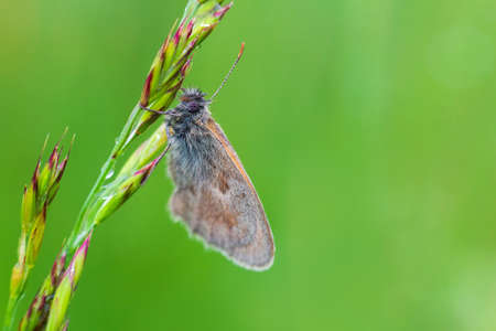 Small blue butterfly resting on grass stem with water drops. Animal backgroundの写真素材