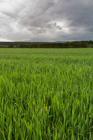 Agriculture field with trees and distant hill and storm dramatic cloud sky. Czech landscapeの写真素材