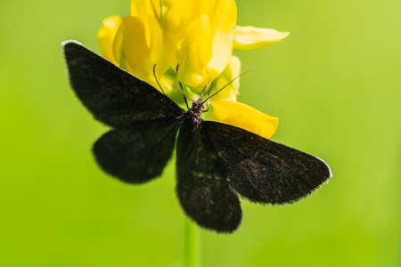 Chimney sweeper, Reakia atrata butterfly insect sitting on flower blossom. Animal backgroundの写真素材