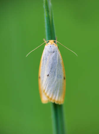 Four dotted footman, cybosia mesomella butterfly insect sitting on grass stem. Animal backgroundの写真素材