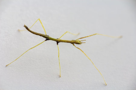 Young juvenile green walking stick, stick bug, phobaeticus serratipes standing, isolated on white....