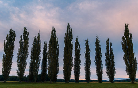 Nice silhouette of poplar trees along street with blue hour sky. Czech landscapeの写真素材