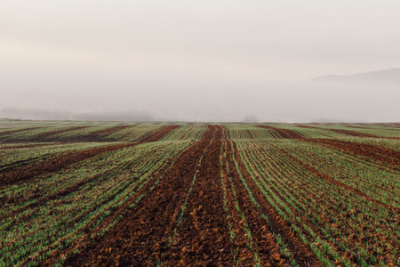 Agriculture field at morning misty fog. Tranquil autumn Czech landscape