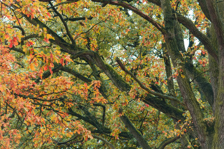 Colorful autumn leaf foliage branch. Fall season nature backgroundの写真素材