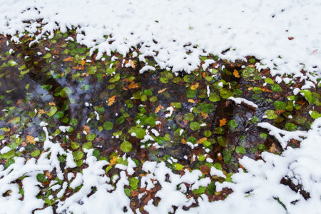 Top view to small river full of autumn foliage leaf covered with first winter snow. Czech landscapeの写真素材