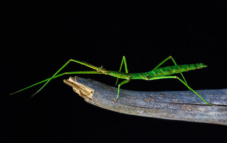 Green walking stick, stick bug, phobaeticus serratipes standing on tree branch with black background. Macro animal, nature backgroundの写真素材