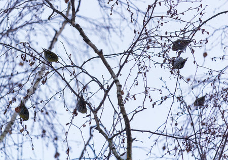 Group of European siskin, spinus spinus bird sitting, eating on birch tree in snow ing at winterの写真素材