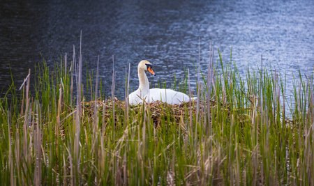 Swan, Cygnus sitting in nest on egg in pond and tall grass. Wildlife animal, mother backgroundの写真素材