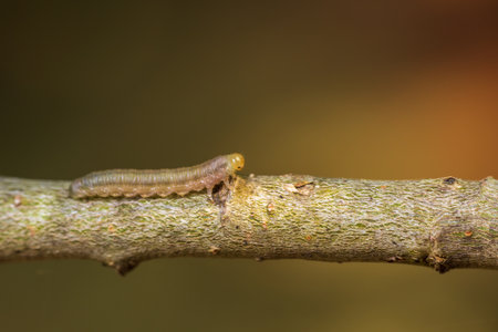 Brown caterpillar climbed on stem with blurred background. Animals, wildlifeの写真素材