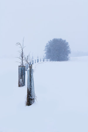 Alley bare tree curve to lonely tree in winter heavy snowing storm. Czech landscapeの写真素材