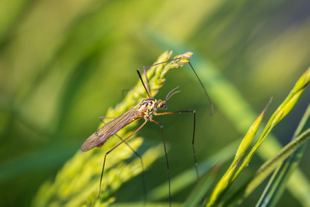 Giant cranefly, tipula maxima insect sitting in grass. Macro animal backgroundの写真素材