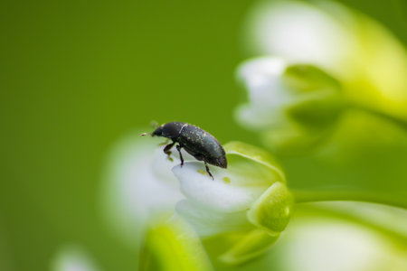 Rape beetle, meligethes aeneus on field pennycress, thlaspi arvense plant. Spring nature backgroundの写真素材
