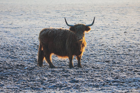 Highland cattle, cow horned animal standing on freeze grass pasture. Agriculture backgroundの写真素材