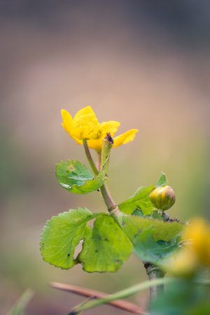 Marsh marigold, kingcup, caltha palustris blossom flower with blurred background. Spring timeの写真素材