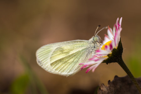 Cryptic wood white, leptidea juvernica butterfly sitting on blossom flower. Animal, nature background, Czech republicの写真素材