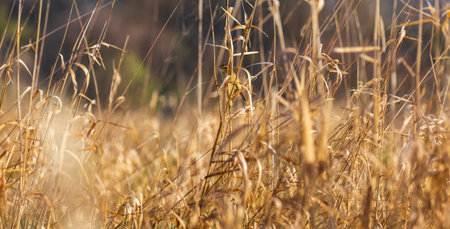 Reed warbler, acrocephalus scirpaceus bird sitting on high grass stem. Wild animalsの写真素材
