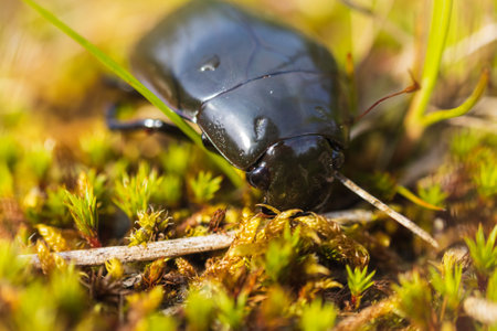 Water scavenger beetle, hydrophilus piceus insect close up on grassの写真素材