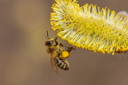 Bee sitting on pussy willow blossom and collecting nectar. Animal, springtime backgroundの写真素材