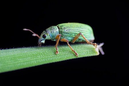 Silver green leaf weevil, phyllobius argentatus beetle sitting on grass stem with black background. Animal, nature macro backgroundの写真素材