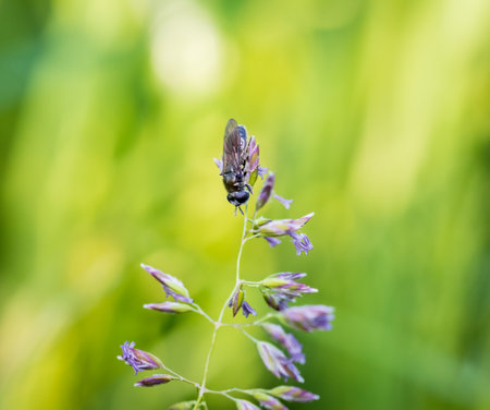 Pipizella, hoverfly small insect sitting on flower blossom. Macro animal backgroundの写真素材