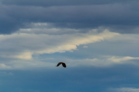 Wildlife eagle animal fly on blue overcast cloudy sky. Czech nature photoの写真素材