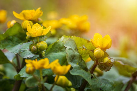 Marsh marigold, kingcup, caltha palustris blossom flower with blurred background. Spring timeの写真素材