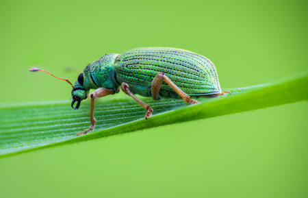 Silver green leaf weevil, phyllobius argentatus beetle sitting on grass stem. Animal, nature macro backgroundの写真素材