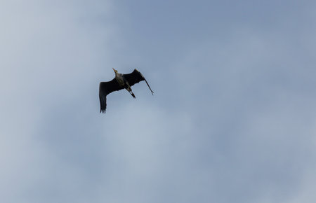 Gray heron, ardea cinerea flying from bottom again sky. Wildlife animal backgroundの写真素材