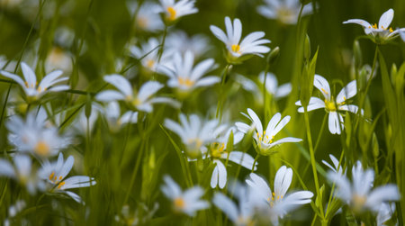 Group of Greater stitchwort, stellaria holostea flower growing in grass. Macro plant backgroundの写真素材