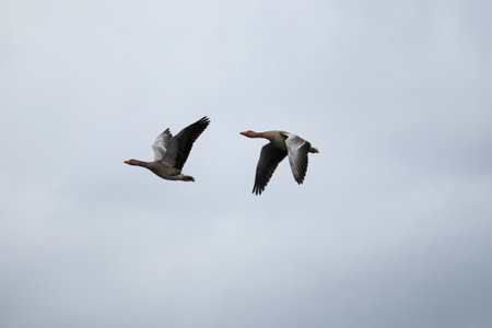 Two geese, anser anser water bird flying on sky. Animal background