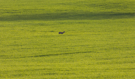 Deer walking in spring green field. Wildlife animal photo, Czech republicの写真素材