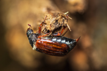 Cockchafer insect, melolontha melolontha on wood root. Animal wildlife background