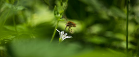 Bombylius major, greater bee fly insect flying and sucking nectar from greater stitchwort flower....