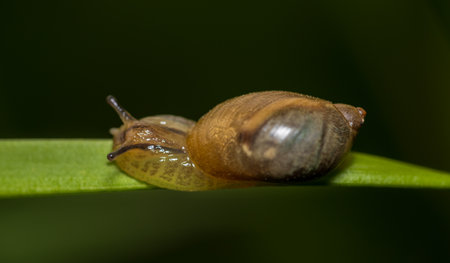 Garden snail, helix aspersa animal sliding on grass stem. Macro photoの写真素材