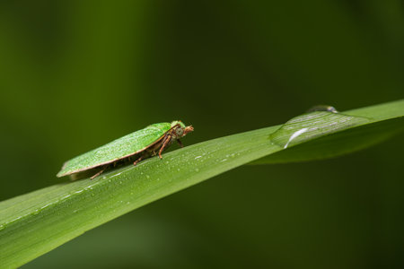 Green oak tortrix, tortrix viridana moth animal sitting on grass stem. Macro animals