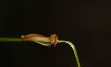 Slug animal on grass stem with black background. Macro photoの写真素材