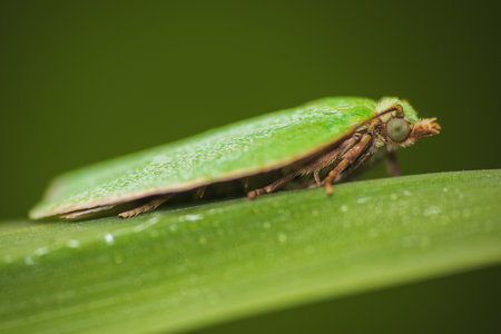 Green oak tortrix, tortrix viridana moth animal sitting on grass stem. Macro animalsの写真素材