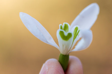 Hand holding blossom flower, leucojum aestivum on ocher backgroundの写真素材
