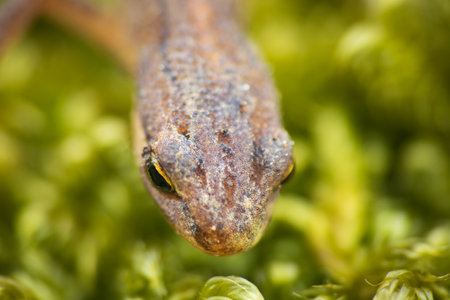 Lissotriton vulgaris, smooth newt animal walking on moss in early spring season. Macro Czech animal amphibian backgroundの写真素材