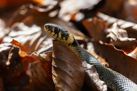 Grass snake, natrix natrix hidding in leaf from side. Animal reptile backgroundの写真素材