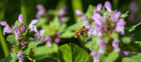 Dark-edged bee fly, bombylius major insect eating nectar from lamium plant