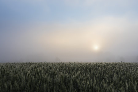 Tranquil morning wheat agriculture field with misty fog and sun shine through. Czech landscapeの写真素材