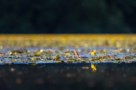 Yellow floating heart, nymphoides peltata flower growing on pond surface. Endangered plant, Czech landscapeの写真素材