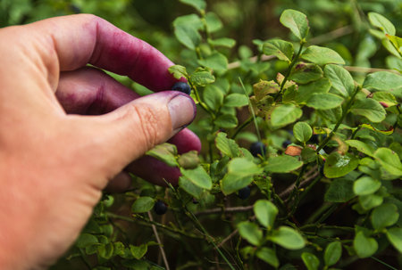 Man hand collect blueberry in forest. Raw food, healthy eating backgroundの写真素材