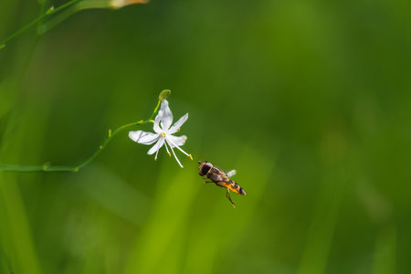Hoverfly, syrphidae insect flying to st bernard's lily flower. Animal, nature background