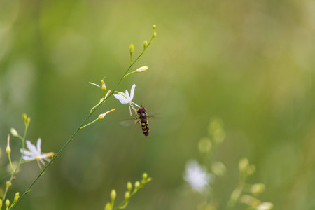 Hoverfly, syrphidae insect sitting on st bernard's lily flower. Animal, nature background