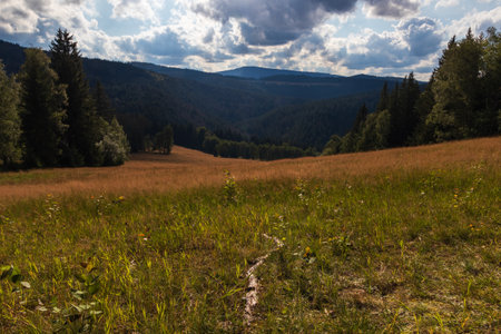 Nice meadow valley in national park Sumava, Czech landscape backgroundの写真素材
